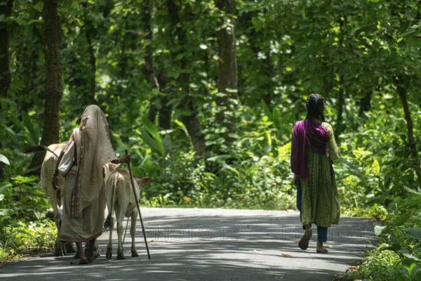 A woman and girl with cows on a forest road, enveloped by greenery, Dhaka, Bangladesh