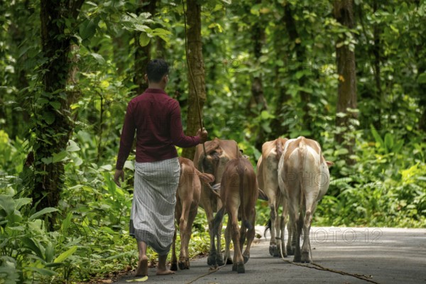 A shepherd walking cattle down a forest road, surrounded by nature, Dhaka, Bangladesh