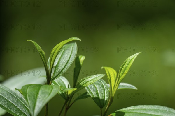 Green leaves basking in sunlight, showcasing their texture and growth, Dhaka, Bangladesh