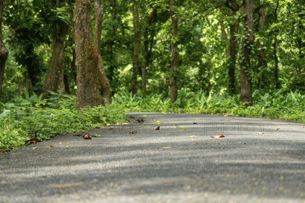 A winding road through a verdant forest with dappled sunlight, Dhaka, Bangladesh