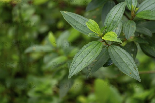 Close-up of vibrant green leaves in a lush natural setting, Dhaka, Bangladesh