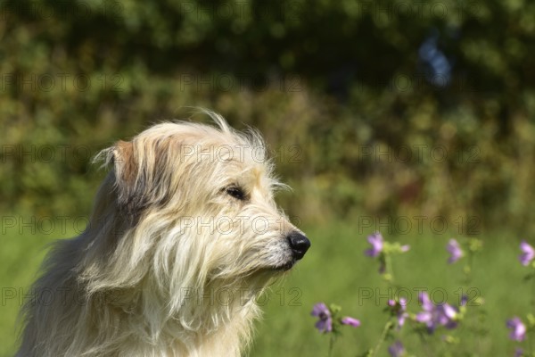 Portrait of a light-coloured mixed-breed dog with long fur from animal welfare lying in a meadow with mallow in the background, Rhineland-Palatinate, Germany