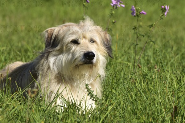 Portrait of a light-coloured mixed-breed dog with long fur from animal welfare lying in a meadow with mallow in the background, Rhineland-Palatinate, Germany