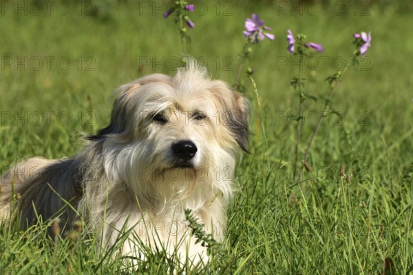 Portrait of a light-coloured mixed-breed dog with long fur from animal welfare lying in a meadow with mallow in the background, Rhineland-Palatinate, Germany