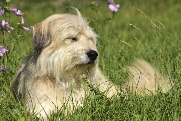 Portrait of a light-coloured mixed-breed dog with long fur from animal welfare lying in a meadow with mallow in the background, Rhineland-Palatinate, Germany