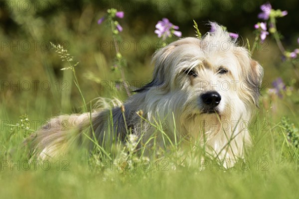 Portrait of a light-coloured mixed-breed dog with long fur from animal welfare lying in a meadow with mallow in the background, Rhineland-Palatinate, Germany