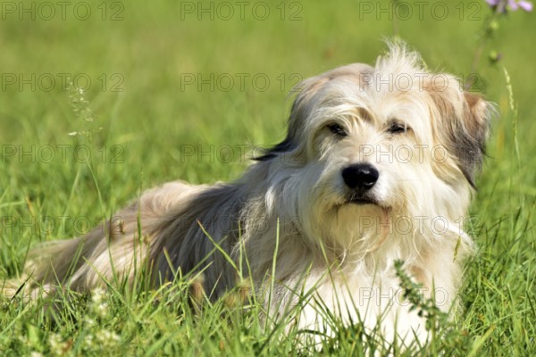 Portrait of a light-coloured mixed-breed dog with long fur from animal welfare lying in a meadow with mallow in the background, Rhineland-Palatinate, Germany