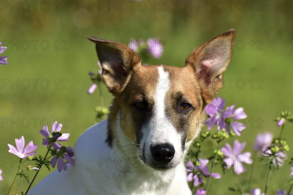 Portrait of a pied mixed-breed dog with short fur and very large ears from animal welfare in front of a background of grass and mallow, Rhineland-Palatinate, Germany