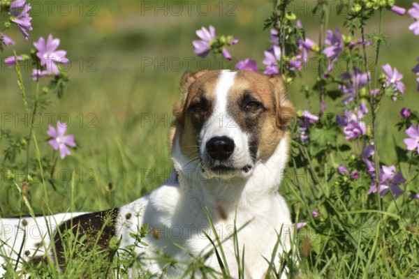 Portrait of a pied mixed-breed dog with short fur from animal welfare in front of a background of grass and mallow, Rhineland-Palatinate, Germany