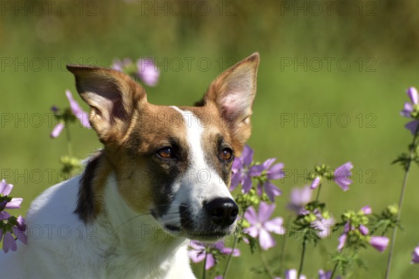 Portrait of a pied mixed-breed dog with short fur and very large ears from animal welfare in front of a background of grass and mallow, Rhineland-Palatinate, Germany