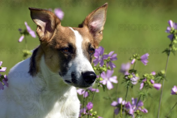 Portrait of a pied mixed-breed dog with short fur and very large ears from animal welfare in front of a background of grass and mallow, Rhineland-Palatinate, Germany