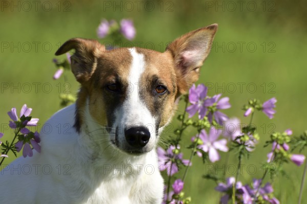 Portrait of a pied mixed-breed dog with short fur and very large ears from animal welfare in front of a background of grass and mallow, Rhineland-Palatinate, Germany