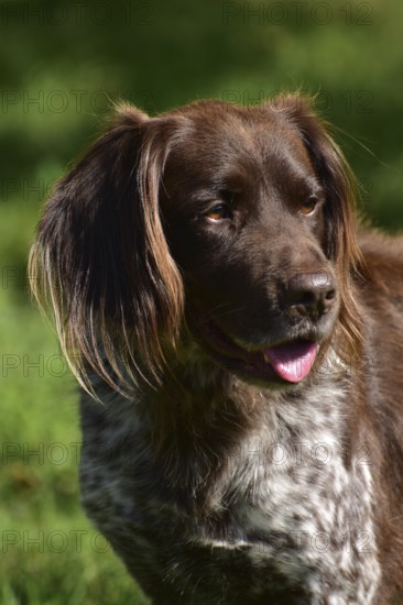 Portrait of a male dog of the Small Munsterlander breed against a green background, Rhineland-Palatinate, Germany