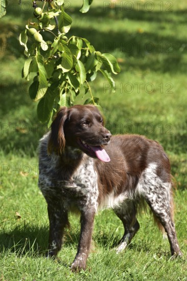Portrait of a male dog of the Small Munsterlander breed against a green background, Rhineland-Palatinate, Germany