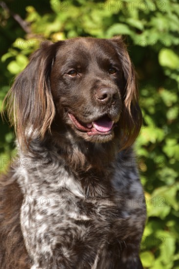 Portrait of a male dog of the Small Munsterlander breed against a green background, Rhineland-Palatinate, Germany