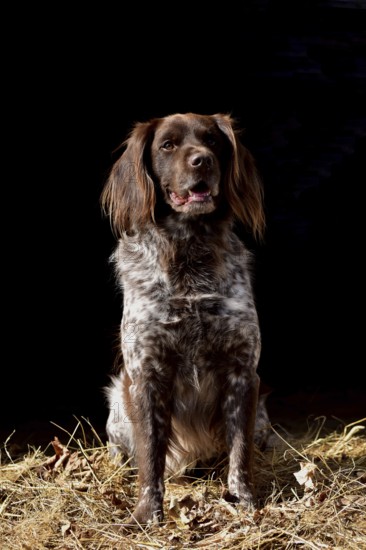 Portrait of a male dog of the Small Munsterlander breed against a black background, Rhineland-Palatinate, Germany