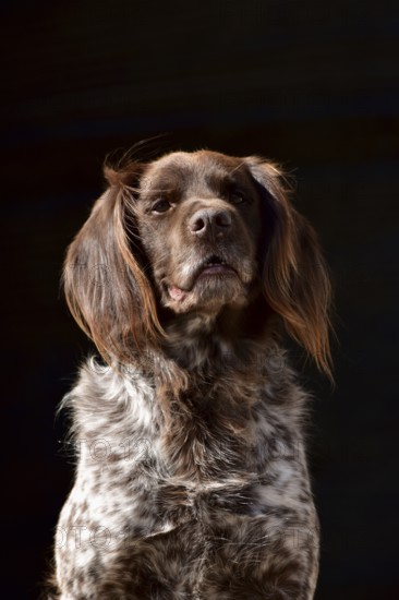 Portrait of a male dog of the Small Munsterlander breed against a black background, Rhineland-Palatinate, Germany