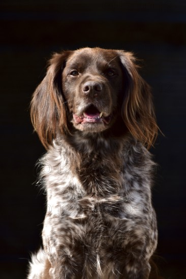 Portrait of a male dog of the Small Munsterlander breed against a black background, Rhineland-Palatinate, Germany