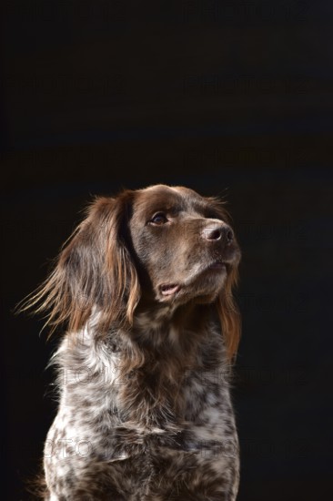 Portrait of a male dog of the Small Munsterlander breed against a black background, Rhineland-Palatinate, Germany