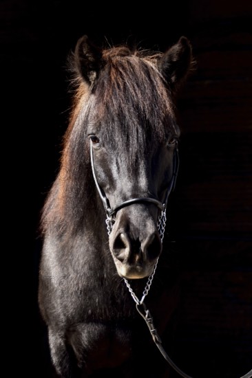Portrait of an old black Icelandic gelding with show halter in front of a dark background, Rhineland-Palatinate, Germany