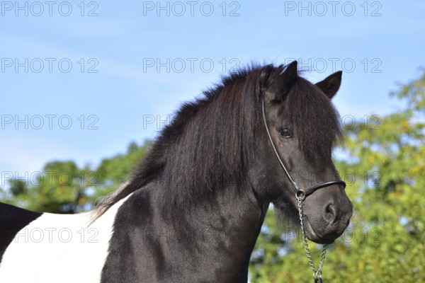 Portrait of a black piebald Icelandic gelding with show halter in front of a green background, Rhineland-Palatinate, Germany