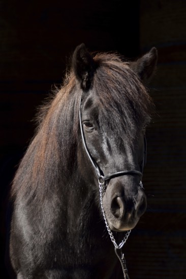 Portrait of an old black Icelandic gelding with show halter in front of a dark background, Rhineland-Palatinate, Germany