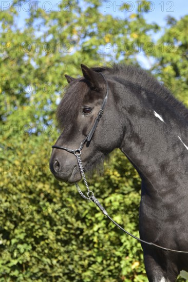 Portrait of a black piebald Icelandic gelding with show halter in front of a green background, Rhineland-Palatinate, Germany