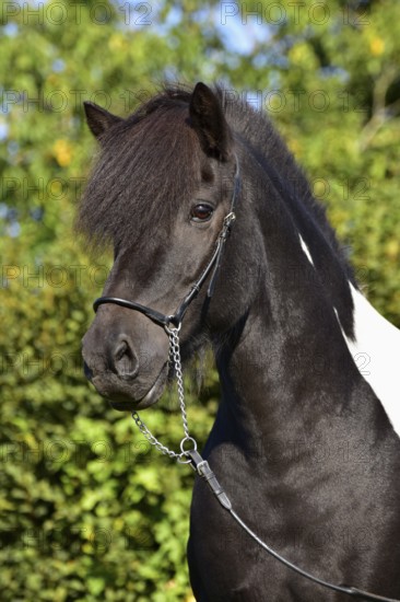 Portrait of a black piebald Icelandic gelding with show halter in front of a green background, Rhineland-Palatinate, Germany