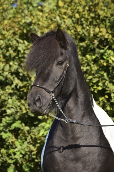 Portrait of a black piebald Icelandic gelding with show halter in front of a green background, Rhineland-Palatinate, Germany