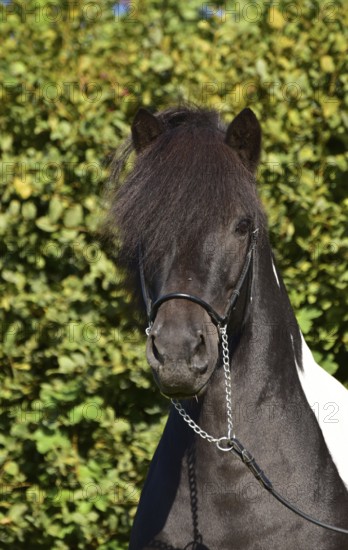 Portrait of a black piebald Icelandic gelding with show halter in front of a green background, Rhineland-Palatinate, Germany