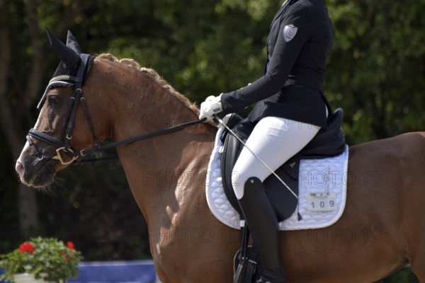 Close-up of horse's head and neck in profile with braided mane during a dressage competition at a horse show, Rhineland-Palatinate, Germany