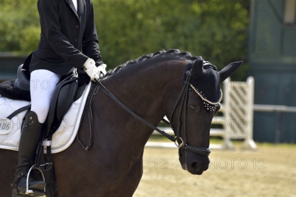 Close-up of a horse's head and neck with braided mane during a dressage competition at a horse show, Rhineland-Palatinate, Germany