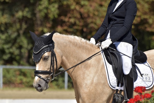 Close-up of horse and rider with the typical floral decoration at a dressage competition at a horse show, Rhineland-Palatinate, Germany