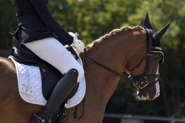 Close-up of horse's head and neck in profile with braided mane during a dressage competition at a horse show, Rhineland-Palatinate, Germany