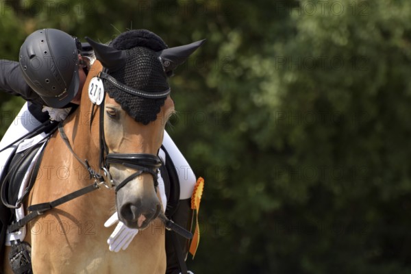 Close-up of a dressage competition at a horse show with typical equipment of rider and horse and a winner's ribbon, Rhineland-Palatinate, Germany
