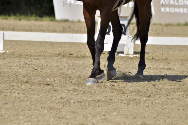 Close-up of a dressage test at a horse show with focus on legs and hooves as well as the ground in the dressage arena, Rhineland-Palatinate, Germany