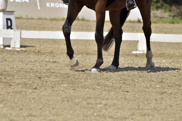 Close-up of a dressage test at a horse show with focus on legs and hooves as well as the ground in the dressage arena, Rhineland-Palatinate, Germany
