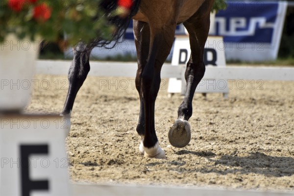 Close-up of a dressage test at a horse show with focus on legs and hooves as well as the ground in the dressage arena, Rhineland-Palatinate, Germany