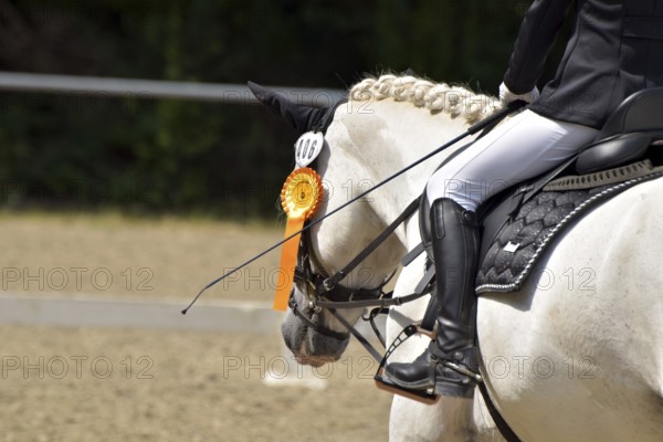 Close-up of a dressage competition at a horse show with typical equipment of rider and horse and a winner's ribbon, Rhineland-Palatinate, Germany