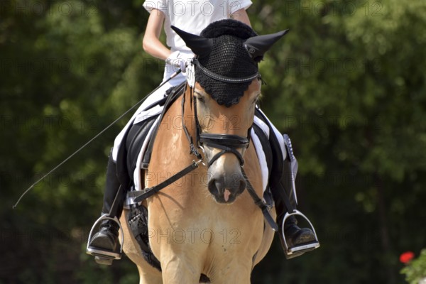 Close-ups of a dressage test with typical equipment of rider and pony, Rhineland-Palatinate, Germany