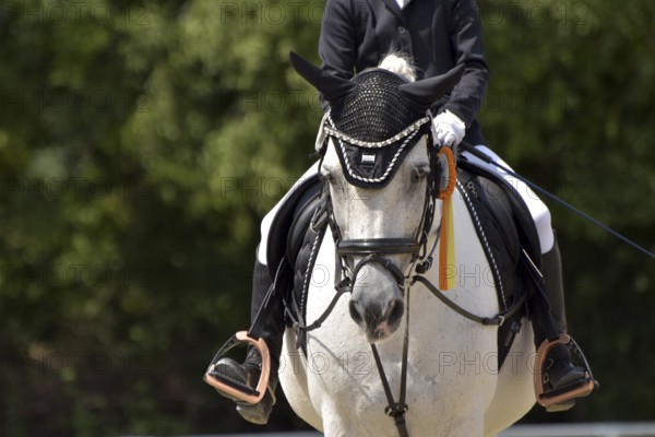 Close-up of a dressage competition at a horse show with typical equipment of rider and horse and a winner's ribbon, Rhineland-Palatinate, Germany