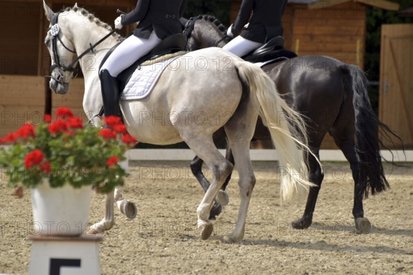 Close-up of two horses in a dressage competition at a horse show, Rhineland-Palatinate, Germany
