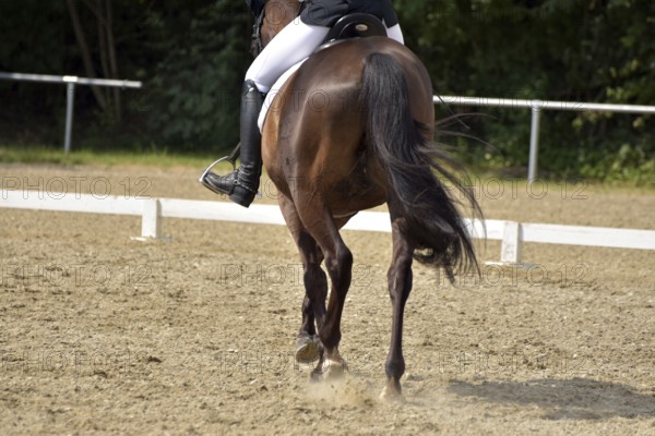 Close-up of a dressage test at a horse show with focus on legs and hooves as well as the ground in the dressage arena, Rhineland-Palatinate, Germany