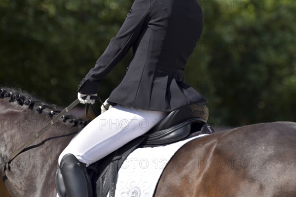 Close-up of horse's back, saddle and rider's seat during a dressage test at a horse show, Rhineland-Palatinate, Germany