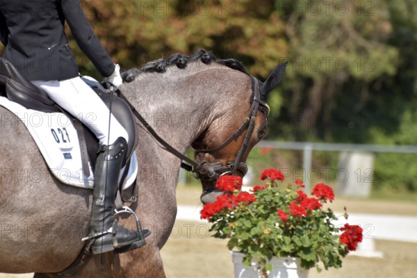 Close-up of horse and rider with the typical floral decoration at a dressage competition at a horse show, Rhineland-Palatinate, Germany