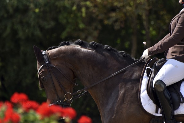 Close-up of horse and rider with the typical floral decoration at a dressage competition at a horse show, Rhineland-Palatinate, Germany