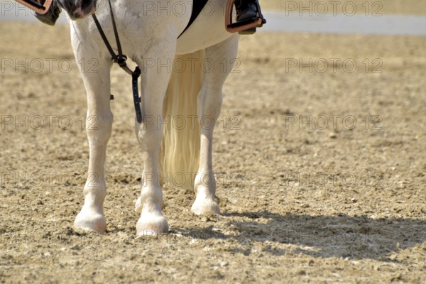Close-up of a dressage test at a horse show with focus on legs and hooves as well as the ground in the dressage arena, Rhineland-Palatinate, Germany
