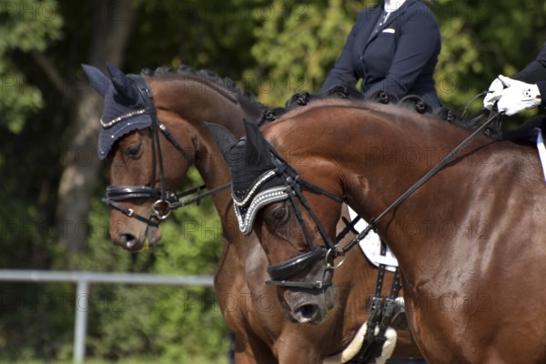 Close-up of a dressage competition at a horse show with bridle, ear protection and plaited mane, Rhineland-Palatinate, Germany