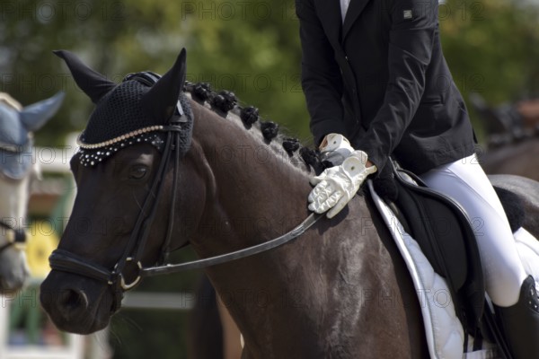 Close-up of a dressage test at a horse show, praising the horse, horse with braided mane, Rhineland-Palatinate, Germany