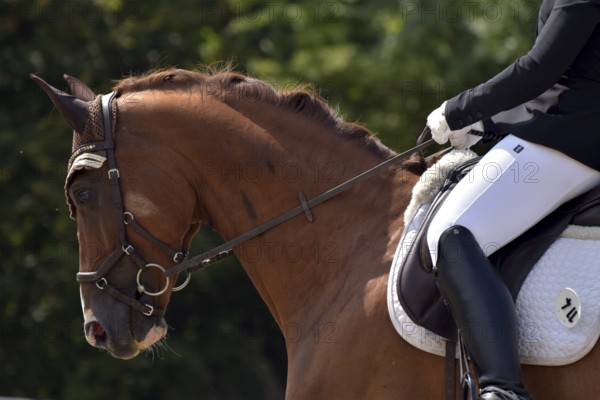 Close-up of horse's head and neck in profile with braided mane during a dressage competition at a horse show, Rhineland-Palatinate, Germany